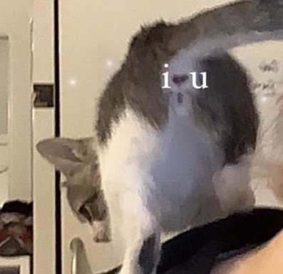 Uutiq